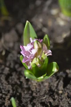 Common hyacinth Stock Photos