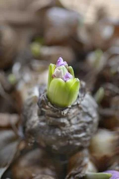 Common hyacinth Stock Photos