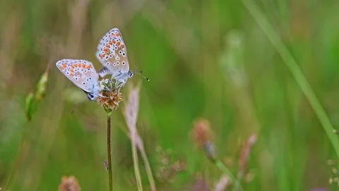 Common Icarus Blue Butterfly Couple in Dutch Meadows Stock Footage 336320997