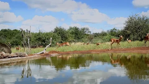Common Impala and Chacma baboon in Greater Kruger National park, South Africa Stock Footage 340028365