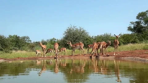 Common Impala in Greater Kruger National park, South Africa Stock Footage 339623331