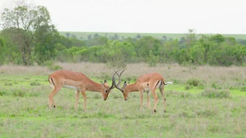 Common Impalas Fighting Stock Footage 305124709
