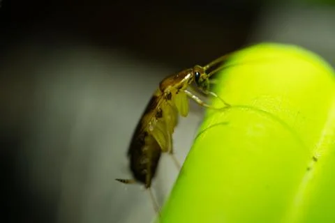 Common Indian bug Photos