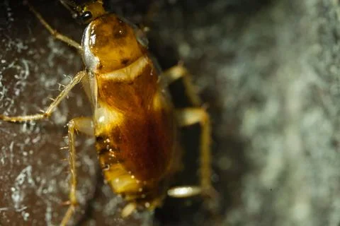 Common Indian bug Photos