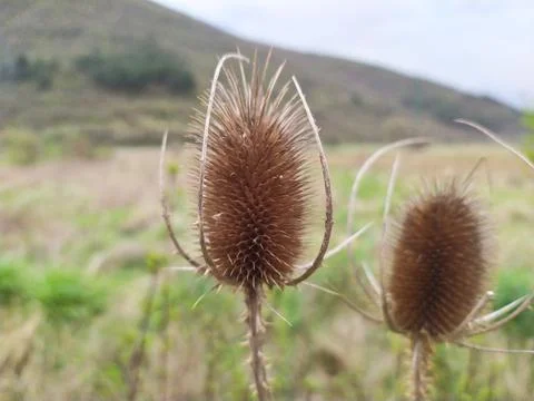 Common, indian or cut-leaf teasel, dipsacus savitus, brown thorny flower head Stock Photos