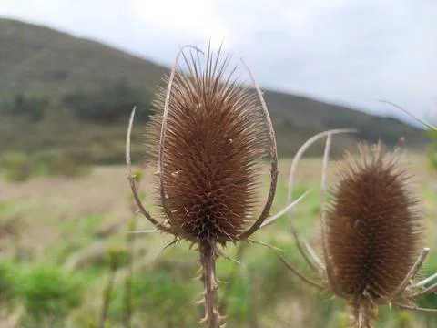 Common, indian or cut-leaf teasel, dipsacus savitus, brown thorny flower head Fotos Stock