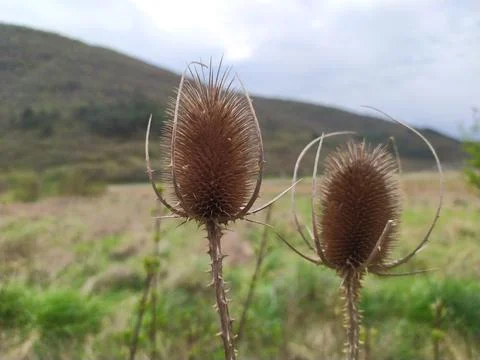 Common, indian or cut-leaf teasel, dipsacus savitus, brown thorny flower head Stock Photos