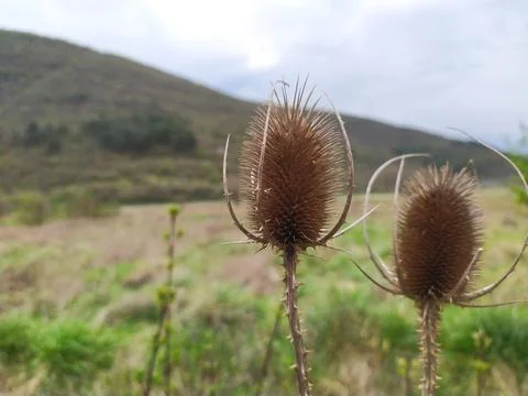 Common, indian or cut-leaf teasel, dipsacus savitus, brown thorny flower head Stock Photos