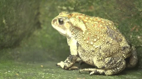 Common Indian Toad resting on the ground, displaying rough textured skin Stock Footage 336171980