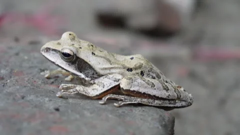 Common Indian Tree Frog Video stock 332603871