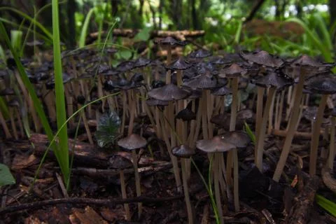 Common Ink Cap Mushroom Patch In A Forest (Coprinopsis atramentaria) Stock Photos