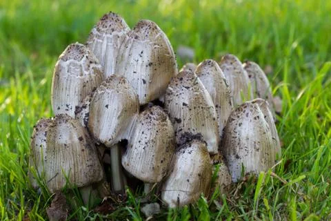 Common Ink Caps Stock Photos