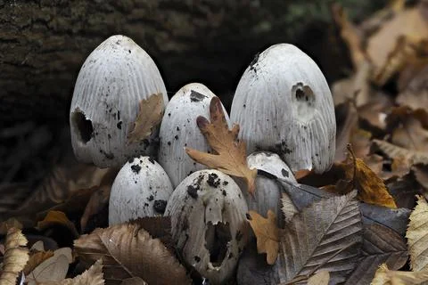 The Common Inkcap (Coprinopsis atramentaria) is an inedible mushroom Stock Photos