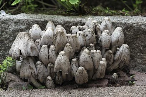 The Common Inkcap (Coprinopsis atramentaria) is an inedible mushroom Stock Photos