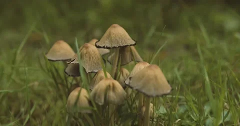 Common inkcap mushrooms Stock Footage 139755646