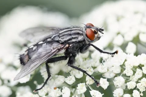 Common insect bottle fly, insect wildlife Stock Photos