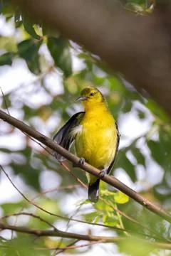 Common Iora (Aegithina tiphia) Foto stock