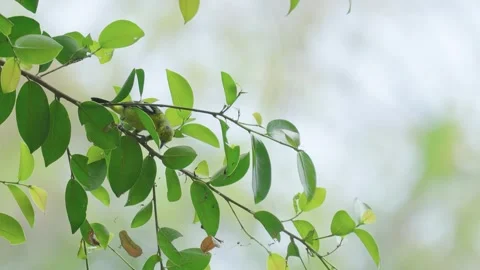 Common Iora hops on windy branches in search of food. Slow motion Video stock 332109142
