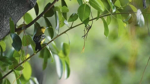 Common Iora perched on a tree branch surrounded by green leaves in a natural Video stock 332109139