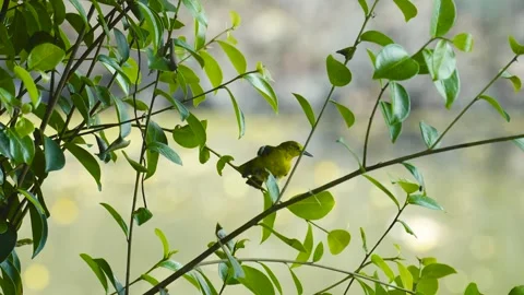 Common Iora perched on a tree branch with green leaves in nature under blue sky Stock-Footage 332109149