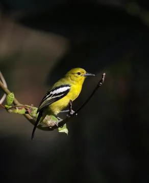 Common Iora perched on tree. Stock Photos