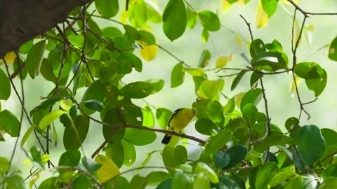 Common Iora perches on a branch, eats butterflies. Vidéo 332109133