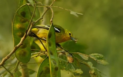 Common iora Stock Photos