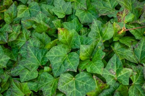 Common ivy. Also known as European ivy, english ivy or ivy. (Hedera helix) Stock Photos