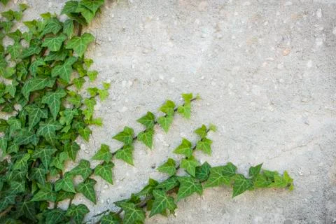 Common Ivy climbing rustic looking wall. Also known as Hedera helix, English ivy Stock Photos