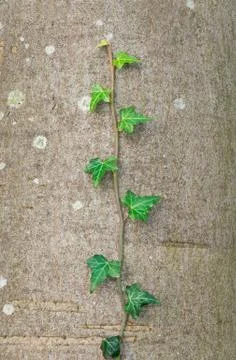 Common ivy climbing on tree trunk Stock Photos