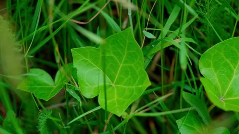 Common ivy Stock Footage 314058148