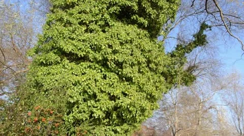 Common ivy (Hedera helix) Stock Footage 12768097