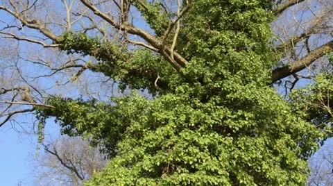 Common ivy (Hedera helix) Stock Footage 12768185