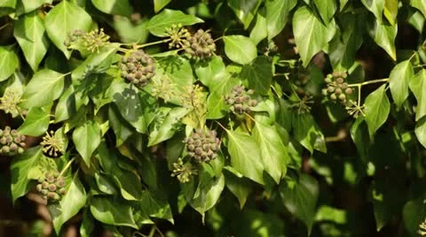 Common ivy (Hedera helix) Stock Footage 12768379