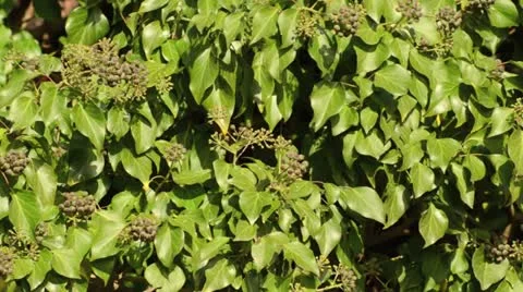 Common ivy (Hedera helix) Stock Footage 12768675