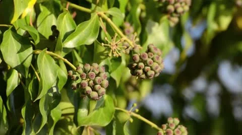 Common ivy (Hedera helix) Stock Footage 12769525