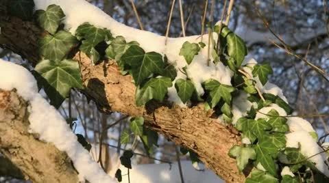 Common ivy (Hedera helix) Stock Footage 13680470