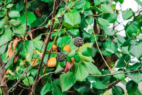 Common ivy, Hedera helix, grows on a tree. Wild poisonous plant with dark round Foto stock