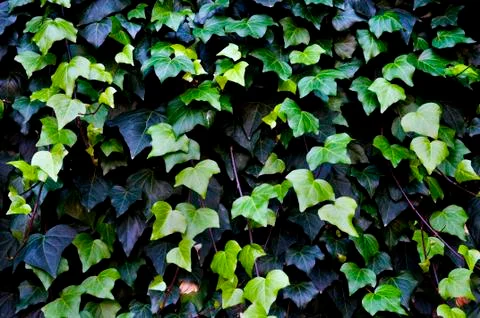 Common ivy Stock Photos
