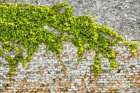 Common ivy Stock Photos