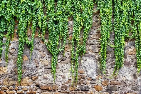 Common ivy Stock Photos