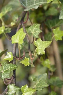 Common ivy Stock Photos
