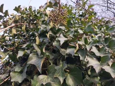 Common ivy 库存照片