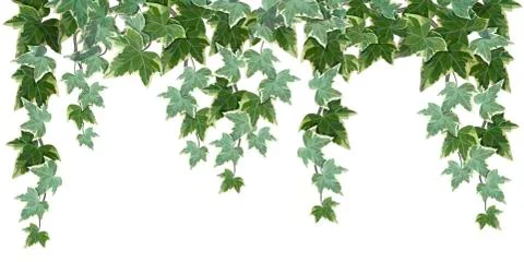 Common ivy vine on white background vector illustration Stock Illustration
