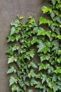 Common ivy on a wall Stock Photos