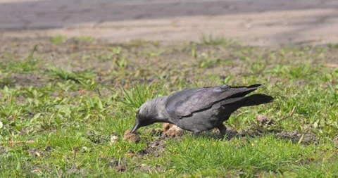 Common Jackdaw Corvus Monedula in slow motion Stock Footage 270938992