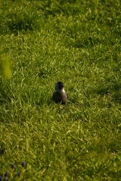 Common jackdaw or Corvus Monedula, grey bird with black forehead on grass Stock Photos