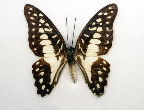 Common Jay Butterfly Graphium doson Stock Photos