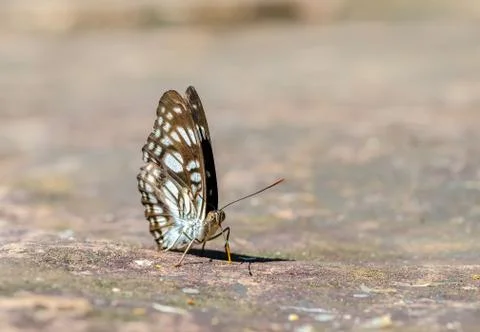Common jay butterfly Stock Photos