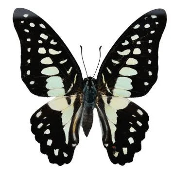 Common Jay butterfly Stock Photos